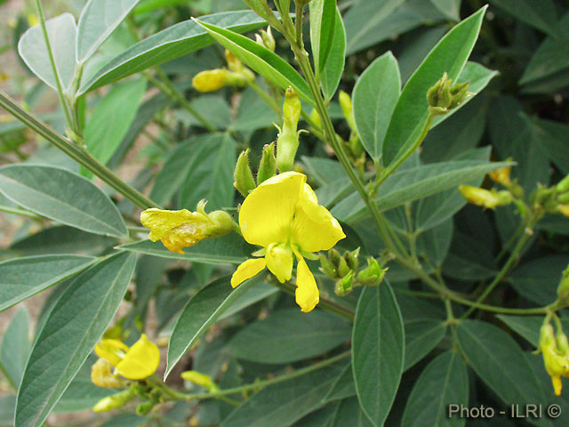 نخودفرنگی پیجن - معرفی حبوبات